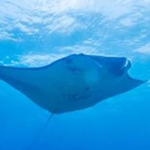 グローバルダイブのイメージ