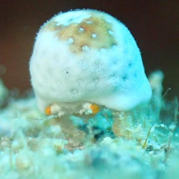 グローバルダイブのイメージ