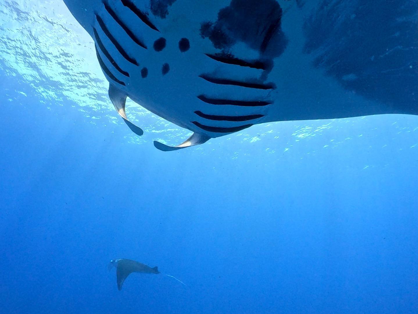 mardiving（マーダイビング）