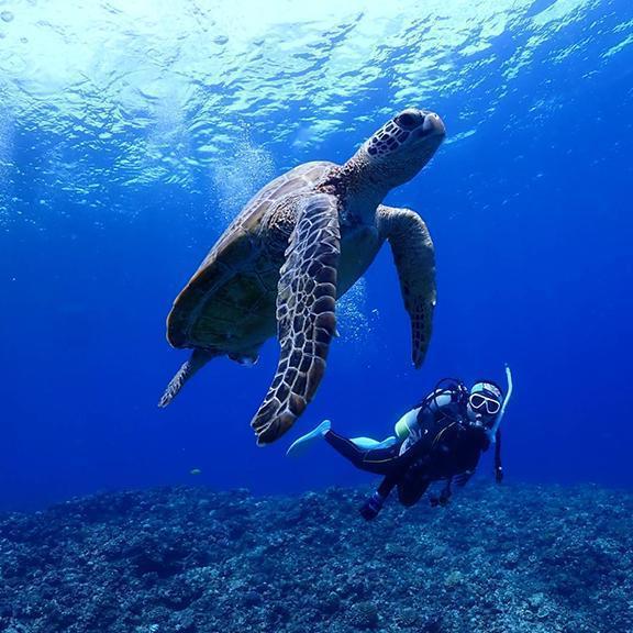Irabu reef のイメージ