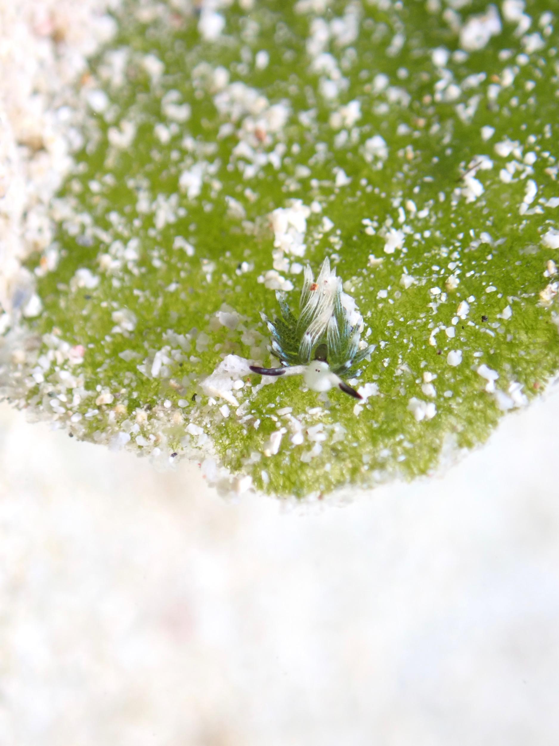 トムズダイバーズのイメージ